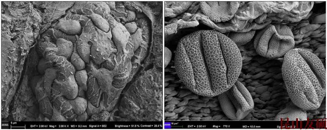 巫山扫描电子显微镜