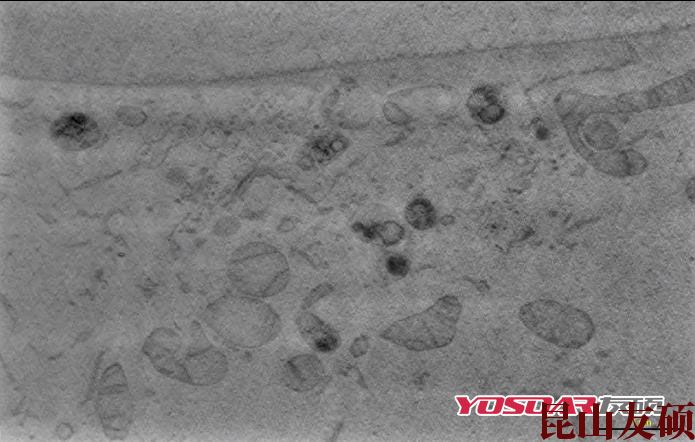 巫山蔡司双束电镜