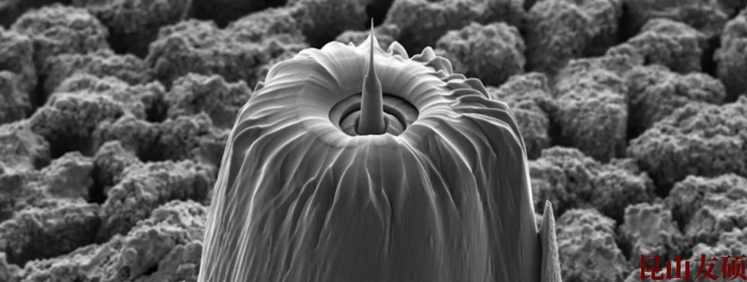 巫山蔡司巫山X射线显微镜